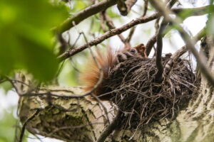 What Does Squirrel Poop Look Like? - Exterminatorhamilton.ca