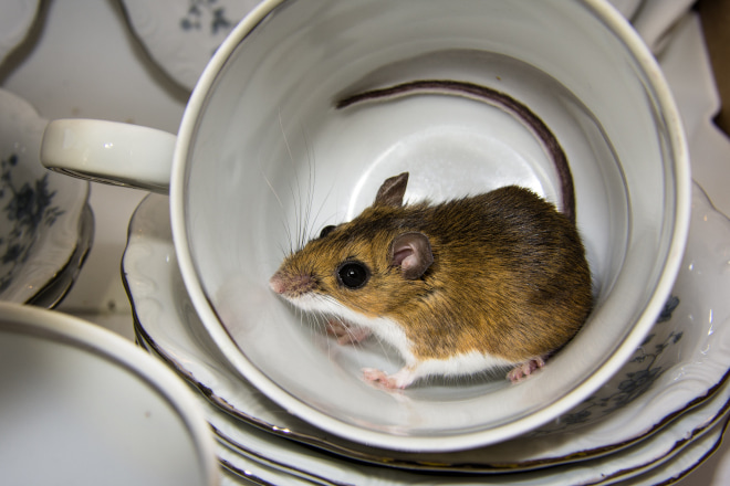 What to do When You Find Mouse Droppings in Kitchen Cabinet