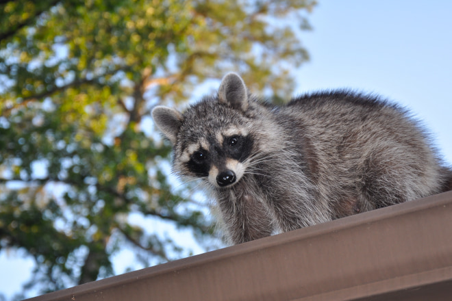 How to Get Rid of Raccons in Your Attic