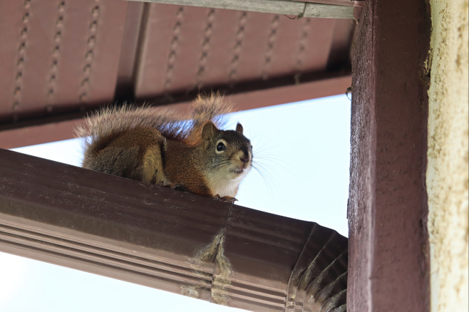 How to Get Rid of Squirrels in Soffit
