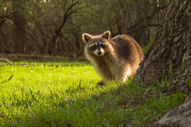 How to Get Rid of a Rabid Raccoon