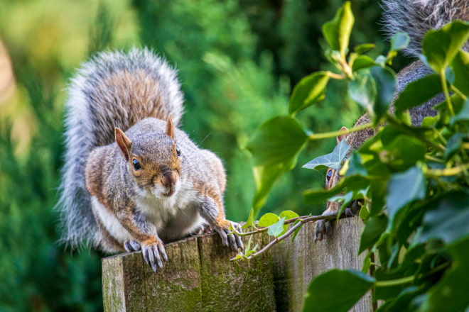 How to Keep Squirrels Out of the Yard