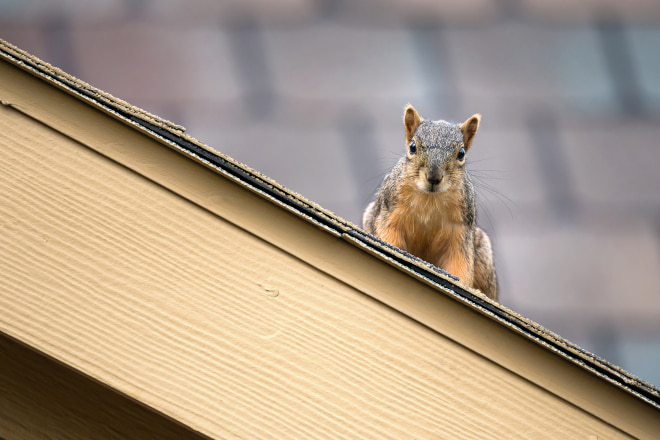 What Sound Does a Squirrel Make When Mating