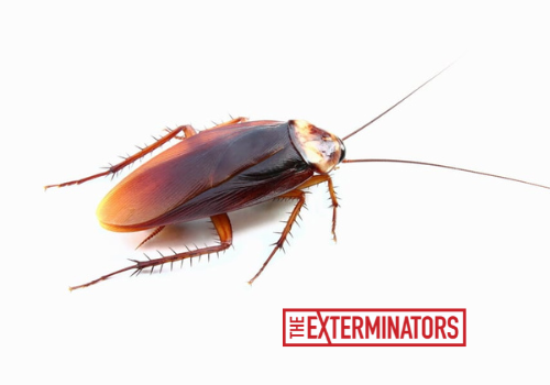 cockroach exterminator hamilton