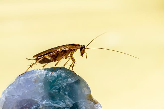 are-boxelder-bugs-related-to-cockroaches