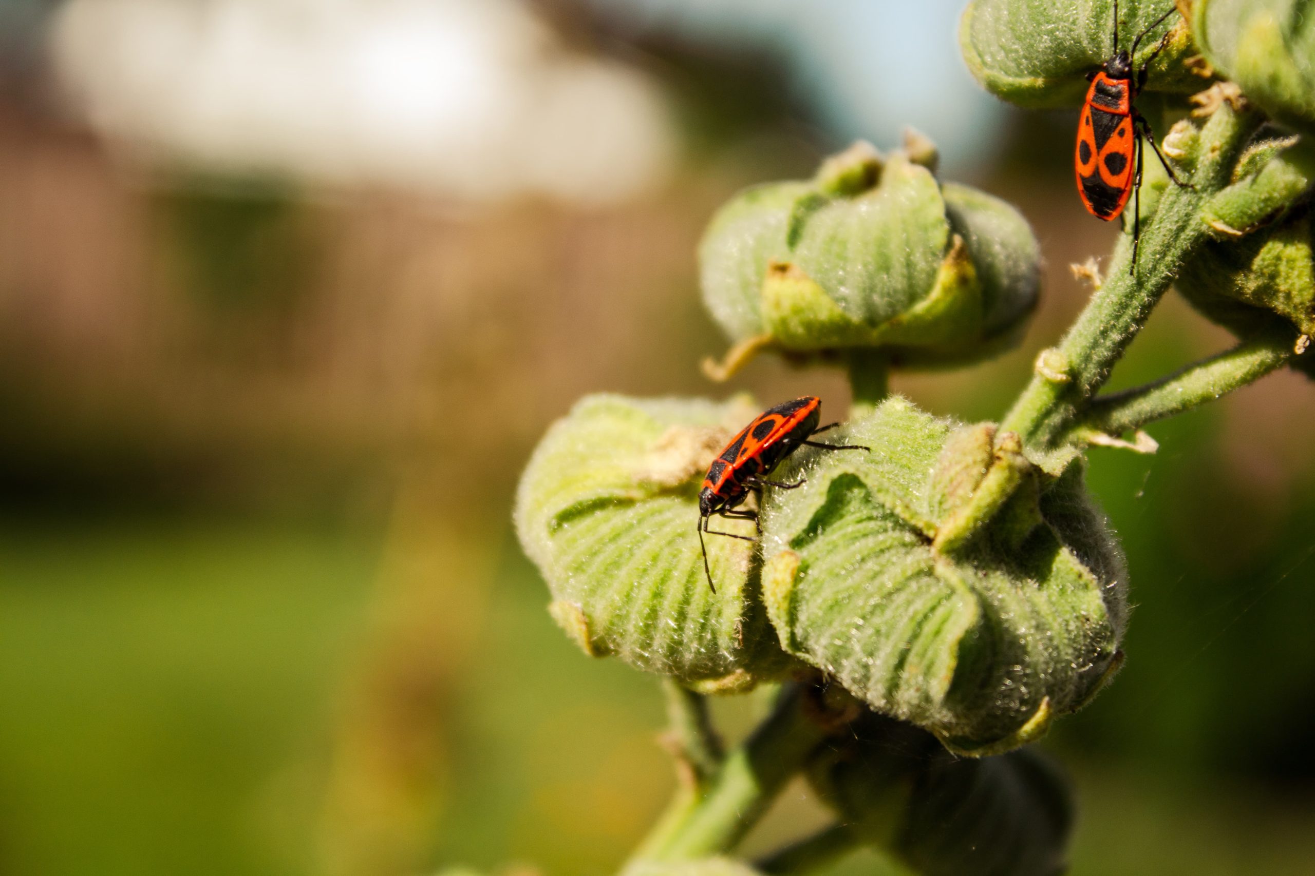 Do Boxelder Bugs Die in The Winter Exterminatorhamilton.ca