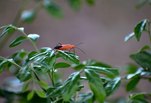 how-do-i-permanently-get-rid-of-boxelder Bugs