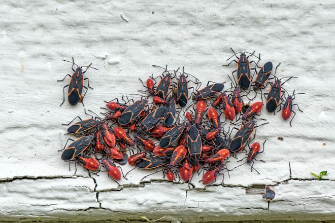 what-do-boxelder-bugs-eat-in-the-house