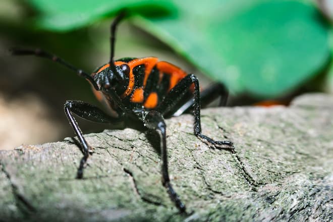 why-boxelder-bugs-are-swarming-your-house